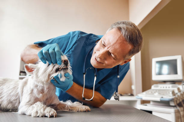 Best Weekend Emergency Dental Services in Mount Vernon, IL
